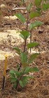 young Dudly Seeding apple
