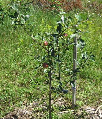 Frostbite apple small tree