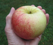 Goodland apple