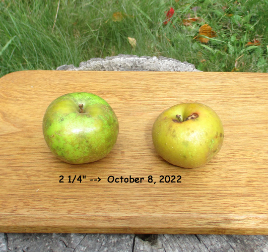 first Gray Pearmain apples October 6