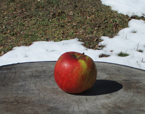 Haralson apple last fresh one March 15