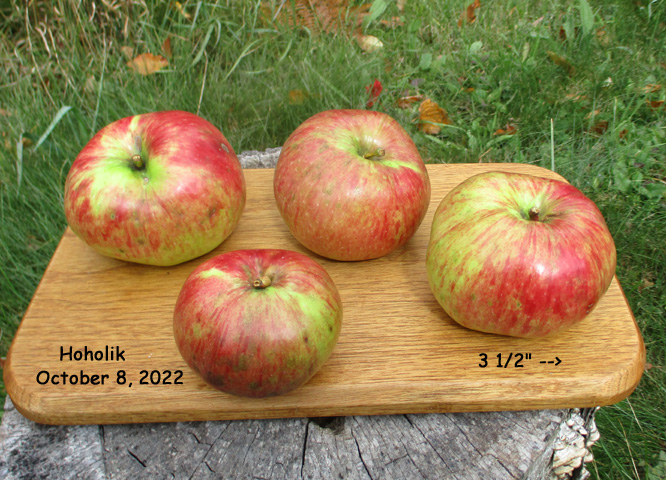 Tebo apples 2022