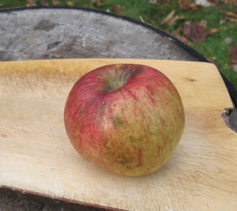 Hoholik apple fruit 2020