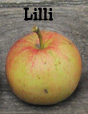 apple from wild "Lilli" tree
