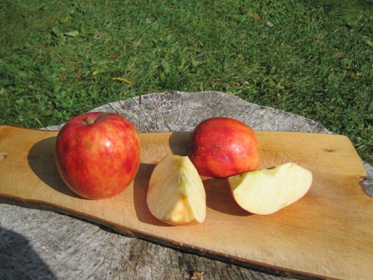 Norkent apple cut