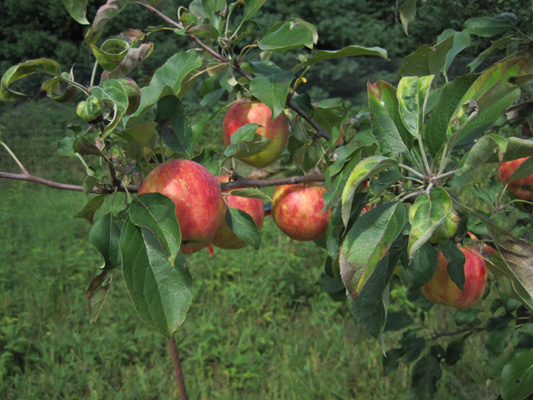 Norkent apples in tree