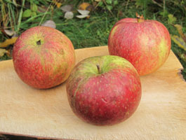 wild seedling apple fruit named Splitter
