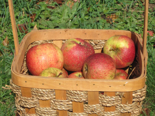 Splitter apple in basket