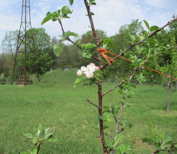 Tater House first blooms 2022