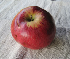 wolfe, likely wolf river apple
