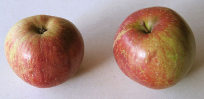 Wolfe or Wolf River apple
