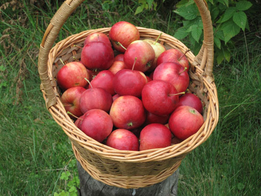 Bulero apple basket full