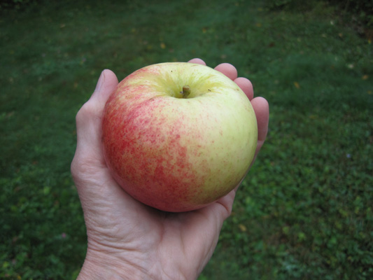 Apples- Red Delicious — Sun Orchard Apples