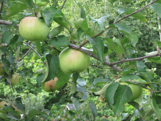 Hoholik apples on tree