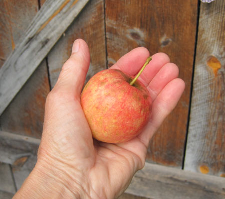 Mr.C crabapple fruit