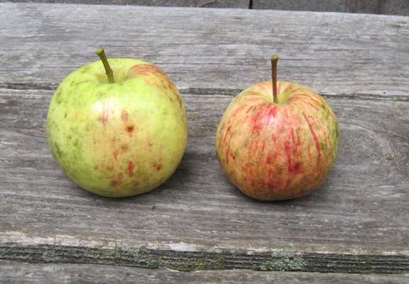 Apples- Red Delicious — Sun Orchard Apples