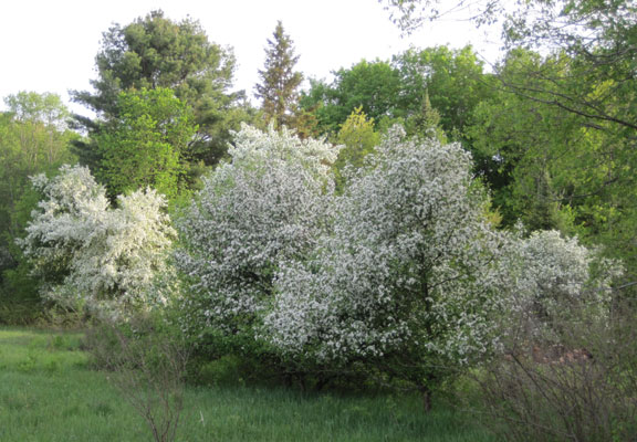 crabapples in bloom on the homestead