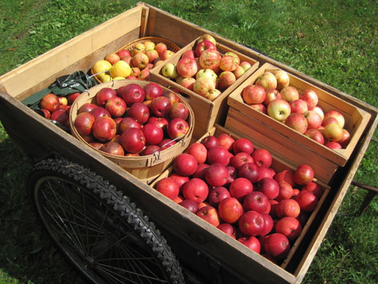 apples for cider