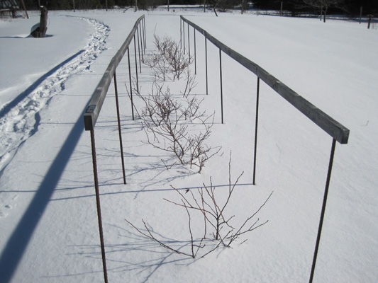blueberry bushes in snow