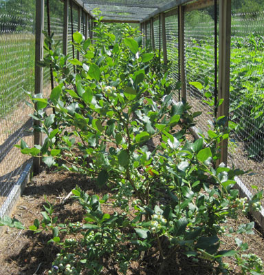 blueberry bushes in cage