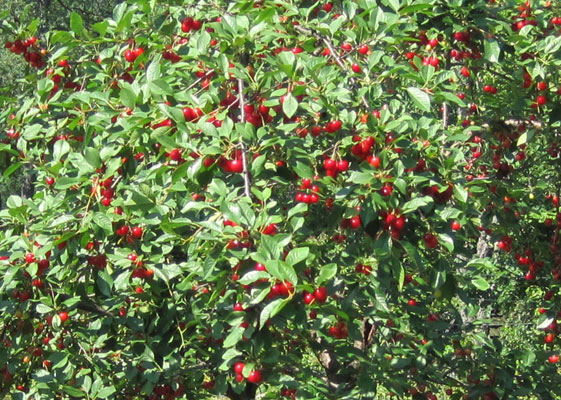 Evans Cherry ripe fruit on tree