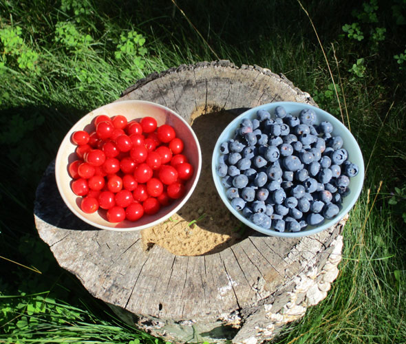 bowls of Evans cherries and blueberries