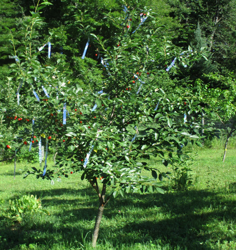 bird scare tape in Evans cherry tree