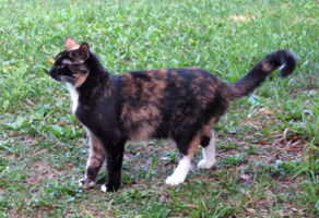 LilliBulero cat outside