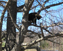 Lilli in pear tree