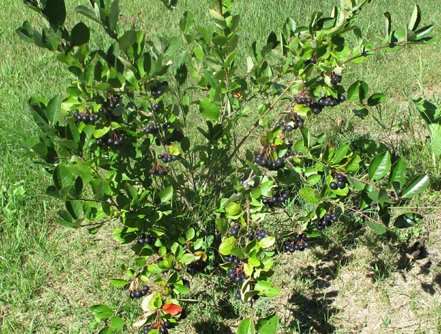 McKenzie ripe fruit on  bush 2022