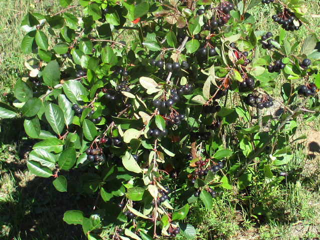 Aronia berries ripe on bush 2022