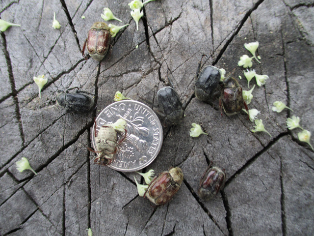 Hoplia trifasciata Scarab Beetle