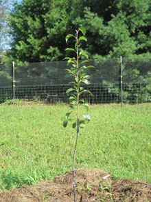 grafted pear seedling