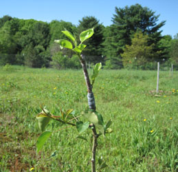 grafted scion growth