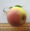Stacey Pear fruit