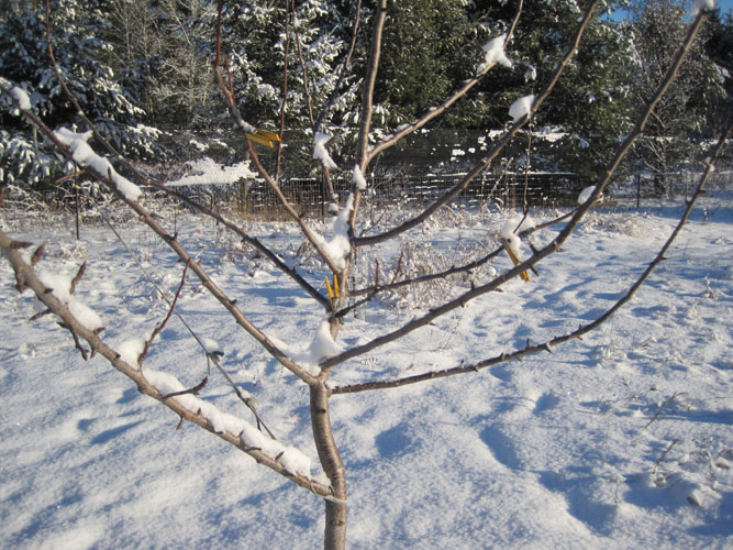 multiple grafts on Summercrisp Pear tree