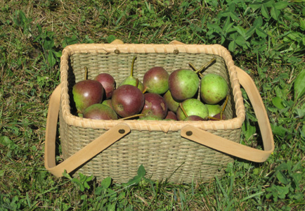 Summercrisp pear fruit August 2020