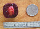 Sapalta cherry-plum fruit