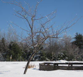 Gracious Plum tree 2018 winter